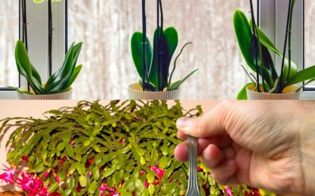 Nur 1 Teelöffel für jede Blume, die Sie zu Hause haben, und die Blüte ist gesichert