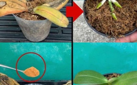 Verfaulte Orchideen, die darf man nicht wegwerfen: Mit einer Prise davon erwachen sie wieder zum Leben