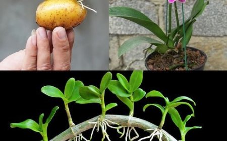 Orchideen, wie man sie mit einer Kartoffel endlos vermehrt: Gärtner lehren es