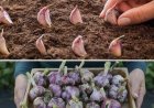 Wie man Knoblauch in Töpfen anbaut, um einen unbegrenzten Vorrat zu haben
