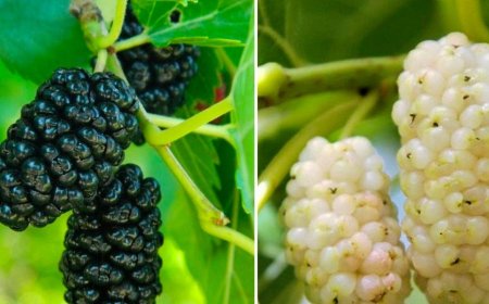 sein Wert lässt sich nicht einmal beziffern