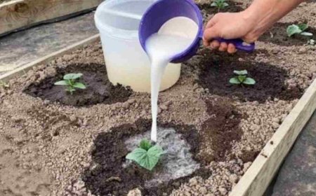 Mit dieser Zutat wachsen Gurken im Handumdrehen: Gießen Sie sie über die Sprossen