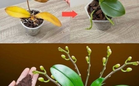 Nur ein Teelöffel, und plötzlich blüht die Orchidee auf wundersame Weise mit vielen Blumen
