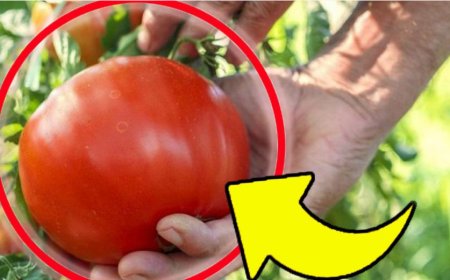 Große, saftige Tomaten, diesen Dünger verwende ich schon seit Jahren: das Geheimnis der Bauern