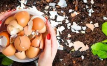 Werfen Sie Eierschalen nicht mehr weg, hier sind 6 Möglichkeiten, sie zu verwenden, die das Leben einfacher machen