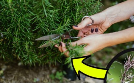 Rosmarin, nie trockener mit wenigen Blättern. Der Trick der Gärtner, um es kräftig und üppig zu machen