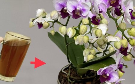 Nur 1 Tasse pro Monat reicht aus