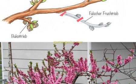 Pfirsichbaum schneiden: Anleitung von Experten