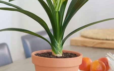 Diese Pflanze ist ein Glücksbringer: Wenn sie blüht, kommen gute Nachrichten ins Haus