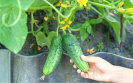 Nehmen Sie die Milch aus dem Kühlschrank und bereiten Sie einen Dünger vor, damit die Gurken bis zum Spätherbst reichlich Früchte tragen