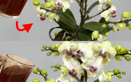 Nie mehr Orchideen mit Wasser gießen: Gießen Sie sie damit für eine spektakuläre Blüte
