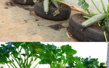 Zucchini, der Trick, um in wenigen Wochen eine dreifache Ernte zu erzielen (sogar im Topf): Meine Großmutter hat es mir beigebracht