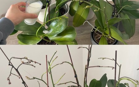 Orchideen, nur wenn man sie so gießt, halten sie ein Leben lang: immer üppig