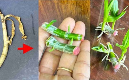 Wenn Sie dieses Geheimnis kennen, werden Millionen von Orchideen in Ihrem Garten wachsen