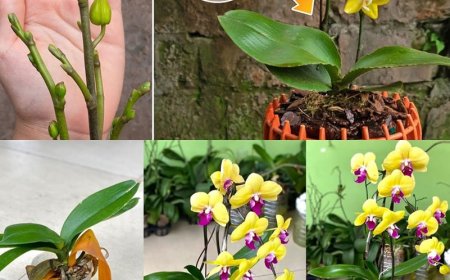 Nie mehr Orchideen mit Wasser gießen: Gießen Sie sie damit für eine spektakuläre Blüte