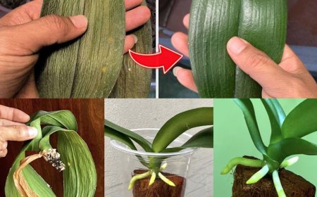 Nachdem Sie dieses Wasser aufgesprüht haben, werden Sie sehen, wie die Orchidee nicht mehr welkt