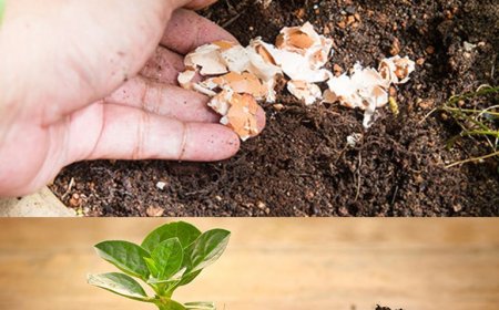 Natürlichen Dünger für Ganzjährig Blühende Blumen selbst herstellen