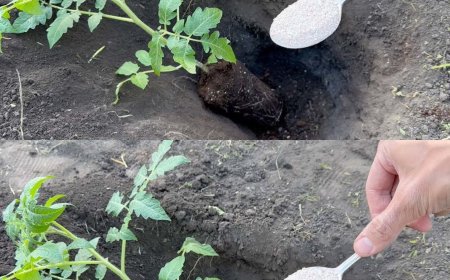 Backpulver ist der beste Freund eines Gärtners – hier sind 14 raffinierte Anwendungen im Garten