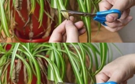 Wie man die Falangio heilt, die “Spinnenpflanze”, die die Luft im Haus reinigt