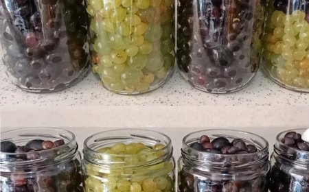 Trauben isst man das ganze Jahr| Der Prozess, den nicht jeder kennt  Es ist sehr gut