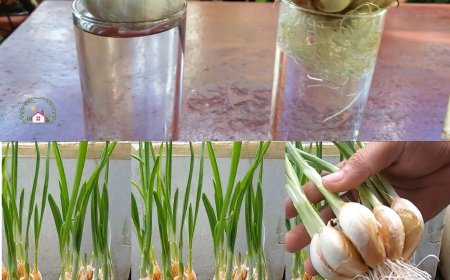 Wie man Knoblauch in Töpfen anbaut, um eine unbegrenzte Versorgung zu haben