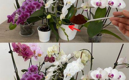 Kaffeesatz auf Orchideen, 3 Gründe, warum Sie es jetzt tun sollten