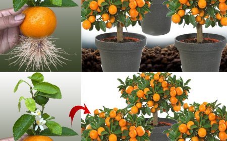 Kaufen Sie nie wieder Mandarinen: Lernen Sie, wie man sie pflanzt, um sie unbegrenzt zu Hause zu haben
