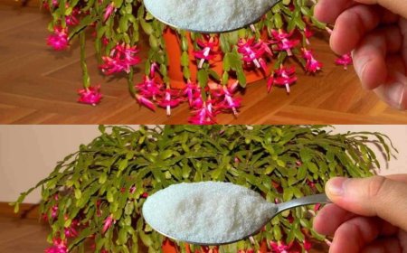 1 Teelöffel reicht für jede Blume, die Sie zu Hause haben, und die Blüte ist garantiert