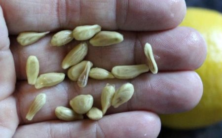 Machen Sie beim Auspressen von Zitronen nicht den Fehler, die Kerne wegzuwerfen: So verwendet sind sie Gold wert