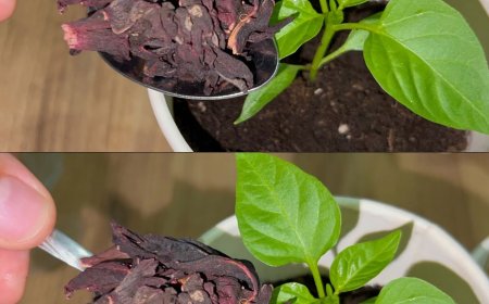 Wenn Sie dies tun, müssen Sie sich nie wieder Sorgen machen, dass eine wurzellose Orchidee wieder zum Leben erweckt wird