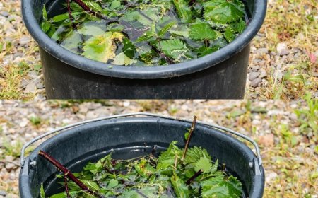 Brennnesselmazerat: Der stärkste