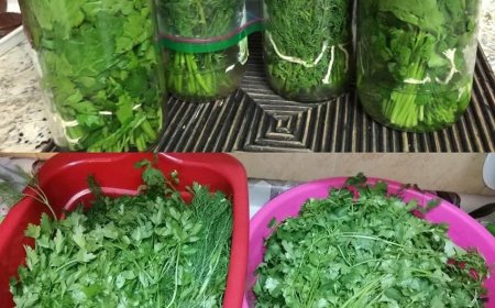 Einen Monat lang frische Petersilie mit der Bowl-Methode: Das machen die Köche