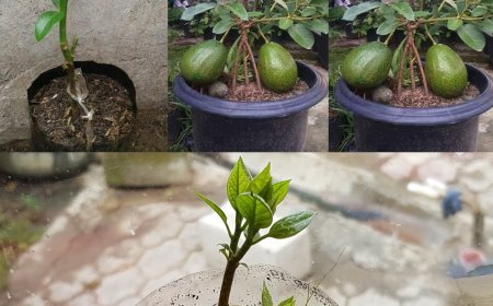 Eine großartige Möglichkeit, eine Avocado zu Hause anzubauen