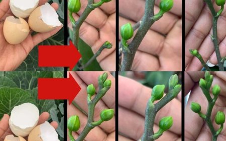 Nur so blüht Ihre Orchidee das ganze Jahr: So üppig wie noch nie gesehen