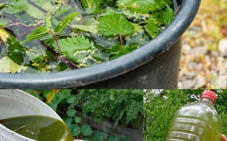 Die Bedeutung von Brennnesseldünger und Insektizid: Herstellung und Verwendung in Ihrem Garten