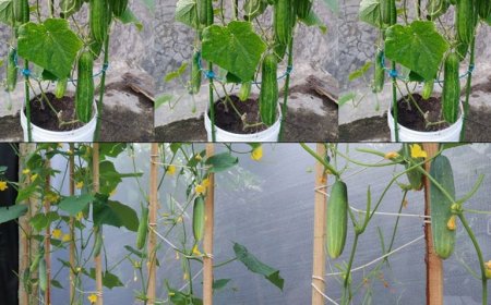 Fehler, die man beim Anbau von Gurken vermeiden sollte: Ein Leitfaden für erfolgreichen Anbau