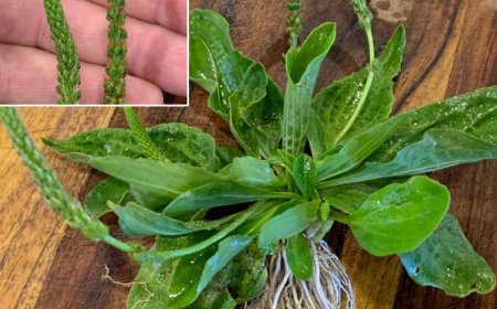 Breitblättriger Wegerich: Heilkraut der Natur entdeckt