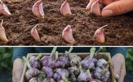 Wie man Knoblauch in Töpfen anbaut, um einen unbegrenzten Vorrat zu haben