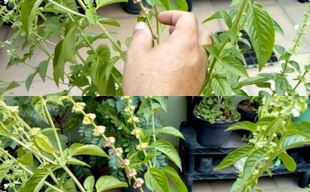 Wenn Ihr Basilikum Blüten an den Spitzen hat, werfen Sie diese nicht weg: Sie sind Gold wert, wenn Sie sie so verwenden