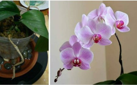 Orchidee: das Geheimnis der Floristen, um eine üppige Blüte und helle und starke Blätter zu haben