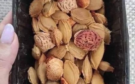Wenn Sie Obst essen, werfen Sie die Kerne nicht in den Müll.