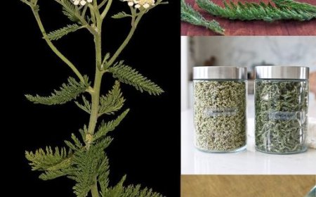 Yarway: Das Kraut, das den Tag retten kann
