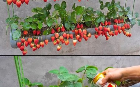 Erstellen Sie einen hängenden Erdbeergarten mit nur einer Pfeife und zwei geheimen Zutaten