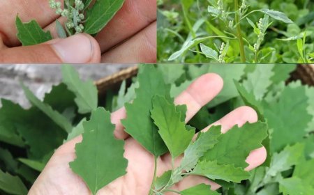 Chenopodium Album (Lamb’s Quarters): Entdeckung seiner ernährungsphysiologischen und medizinischen Fähigkeiten