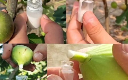 Die Kraft des Feigensafts nutzen: Ein DIY-Leitfaden