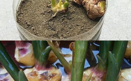 Geheimnisse zum Anpflanzen von Ingwer in einem Topf oder Ihrem Garten für endlose Vorräte zu Hause