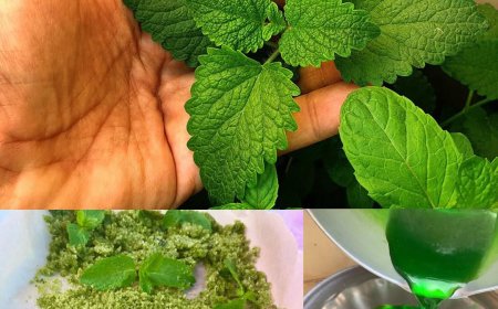 Die vielseitige Minze: Nutzen für die Gesundheit, Anwendungsmöglichkeiten und wie Sie sie in Ihren Alltag integrieren