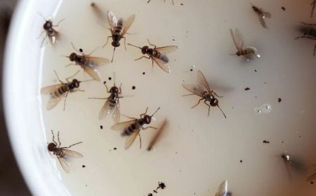 Geben Sie diese Mischung in Ihre Küche