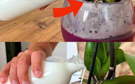 Orchideen, wenn man sie mit dieser Zutat gießt, blühen sie zehnmal mehr