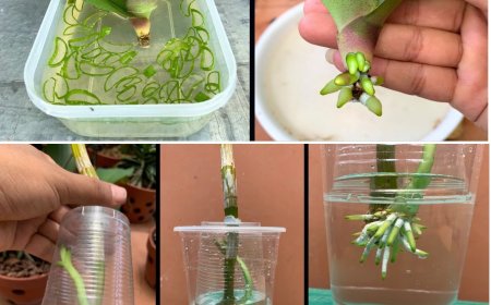 Orchideen, nur wenn man sie so gießt, bleiben sie ein Leben lang: immer üppig